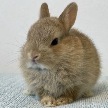 animal_image