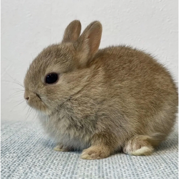animal_image