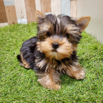 animal_image
