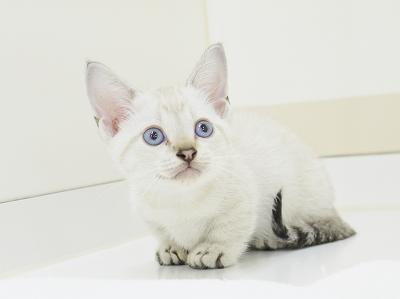 animal_image