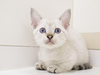 animal_image