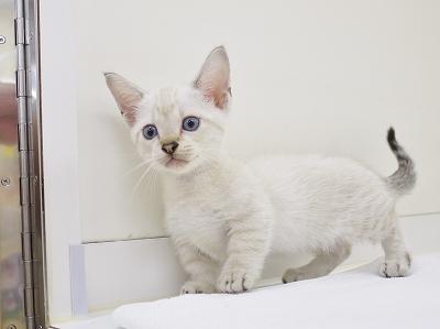 animal_image