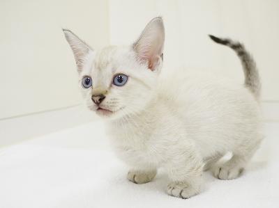 animal_image