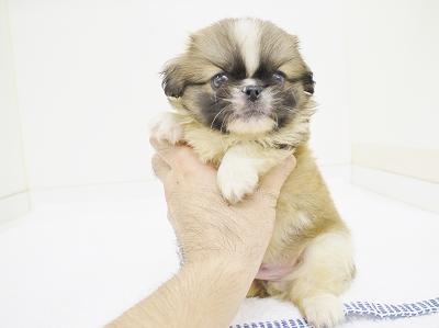 animal_image