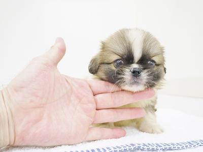 animal_image