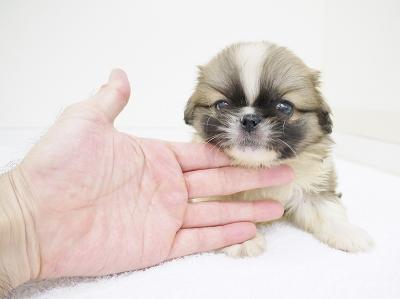 animal_image