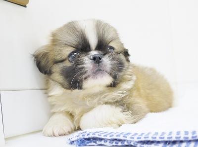animal_image