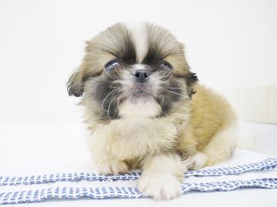 animal_image
