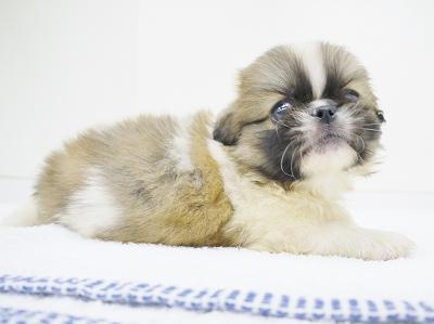 animal_image