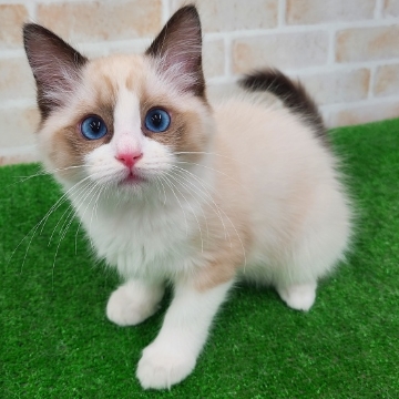 animal_image