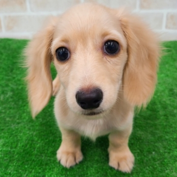 animal_image