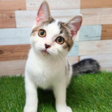 animal_image