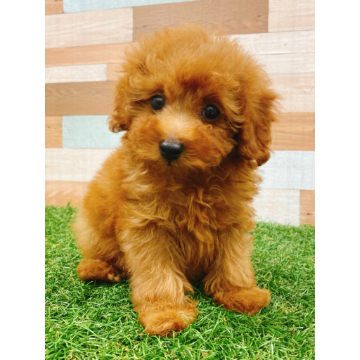 animal_image