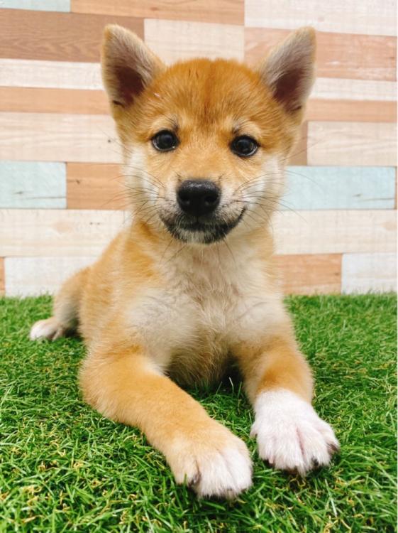 animal_image