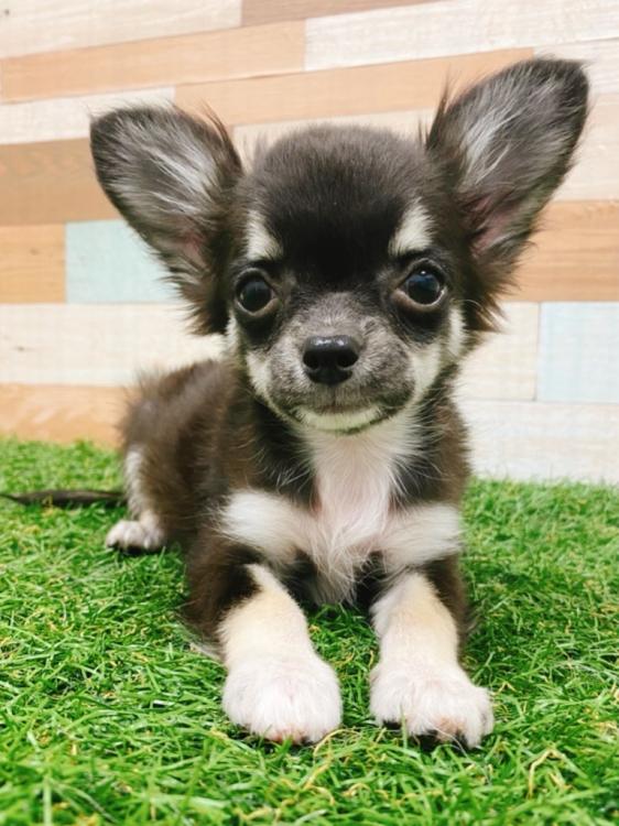 animal_image