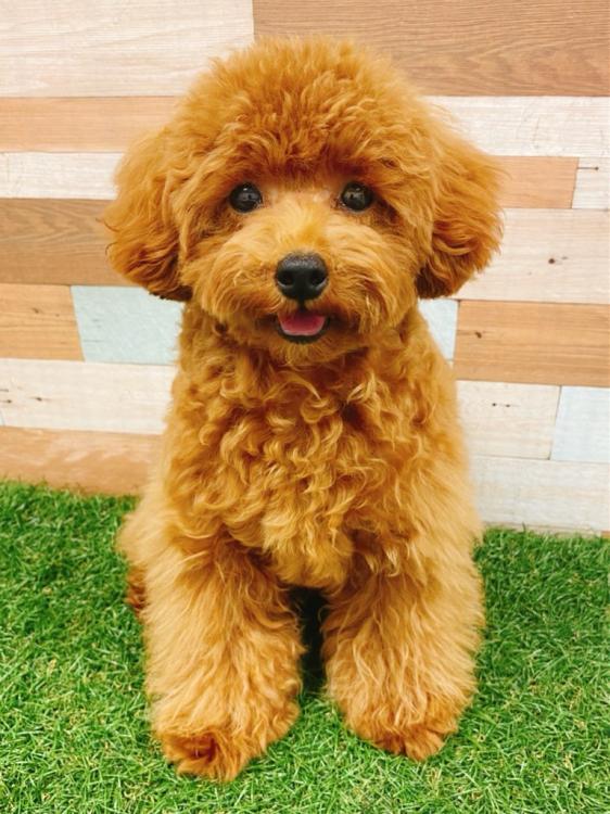 animal_image