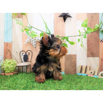 animal_image