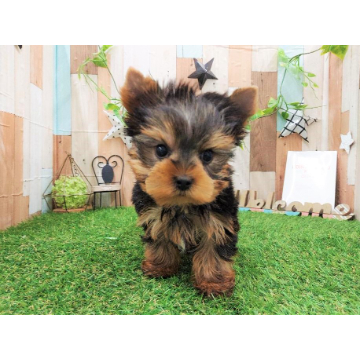 animal_image