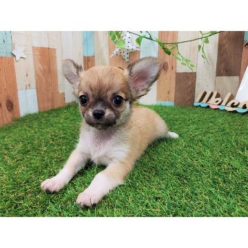 animal_image
