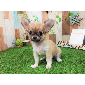 animal_image