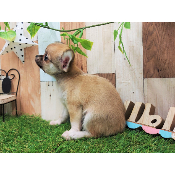 animal_image