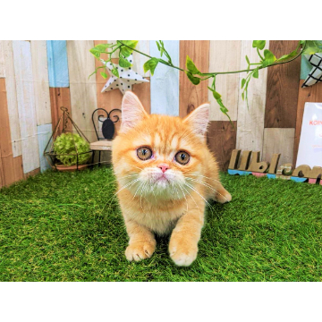 animal_image