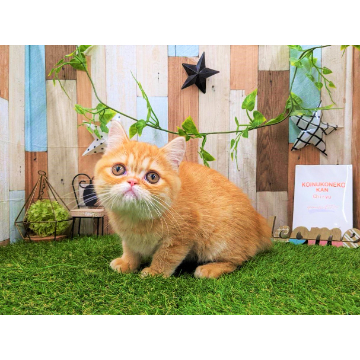 animal_image