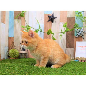 animal_image