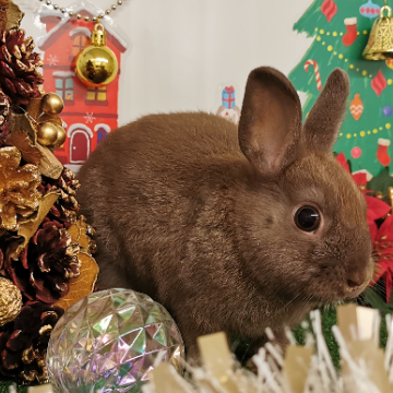 animal_image