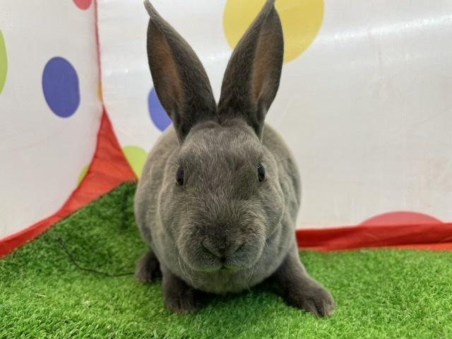 animal_image