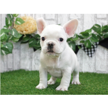 animal_image