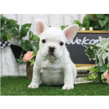animal_image