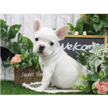 animal_image