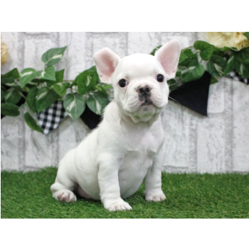 animal_image