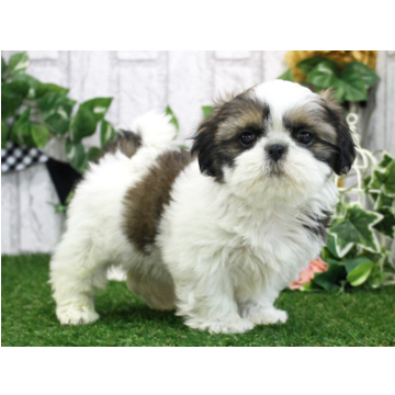 animal_image