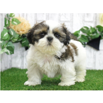animal_image
