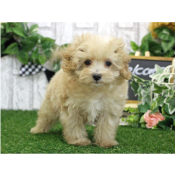animal_image