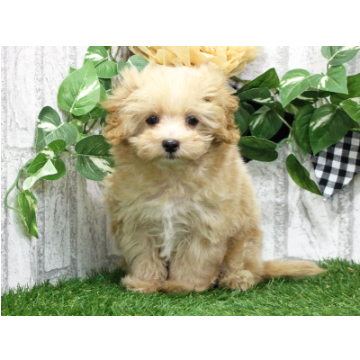 animal_image