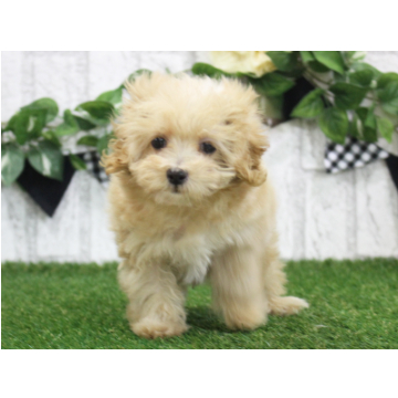animal_image