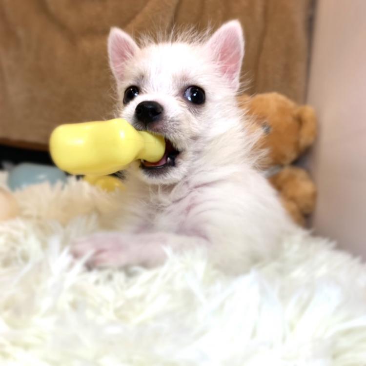 animal_image