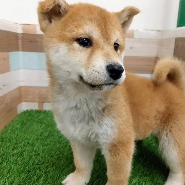 animal_image