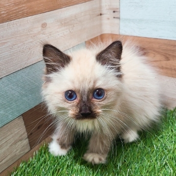 animal_image