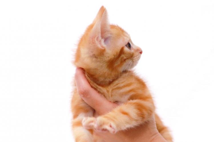 animal_image