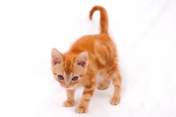 animal_image