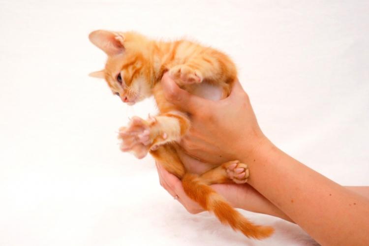 animal_image
