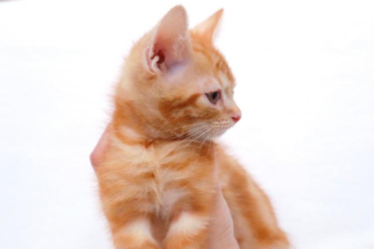 animal_image