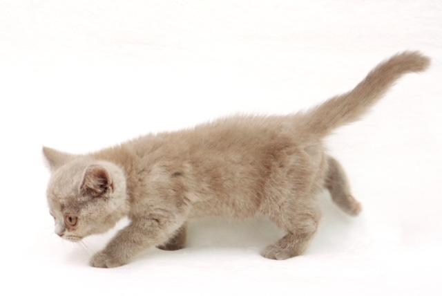 animal_image