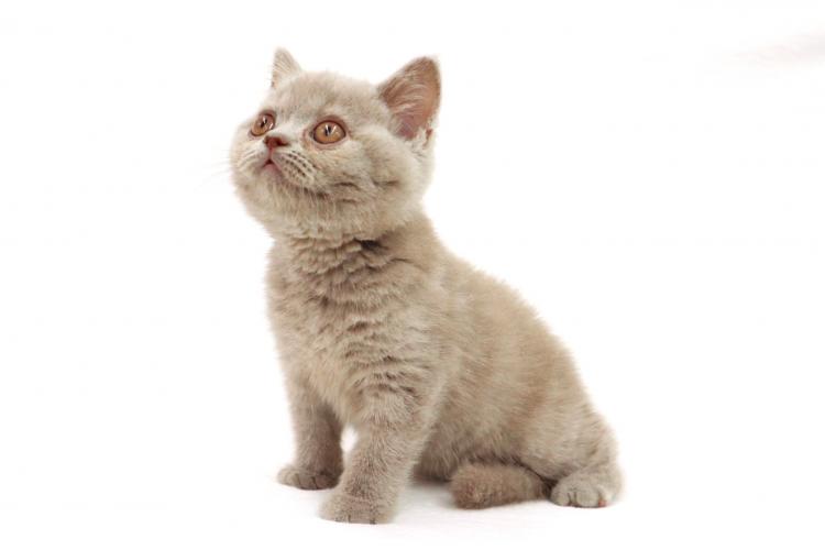 animal_image