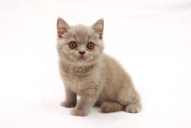 animal_image