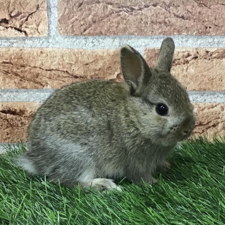 animal_image